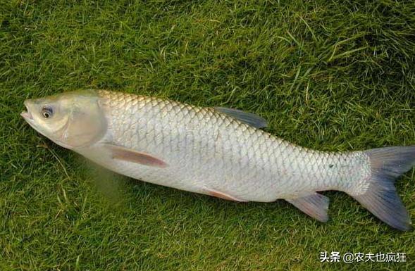 草鱼跟青鱼养殖技术,青鱼和草鱼有什么区别