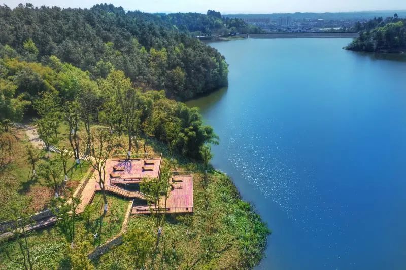 珍稀鸟类现身成都,在双流春游看花