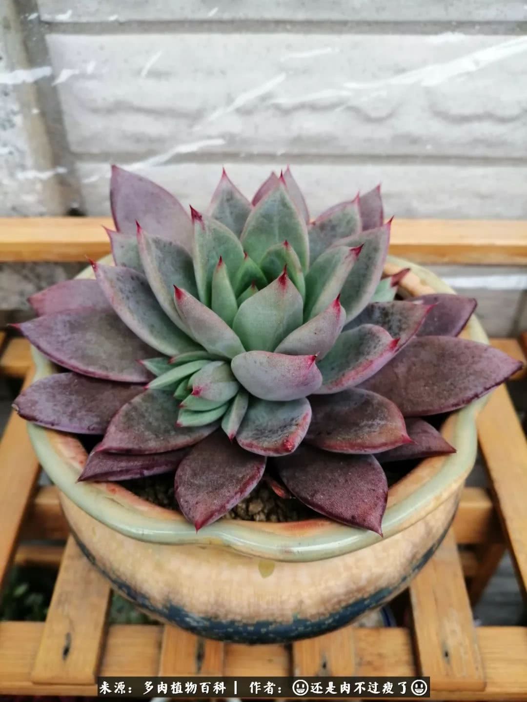 日照弘一法师,日照法师请师父