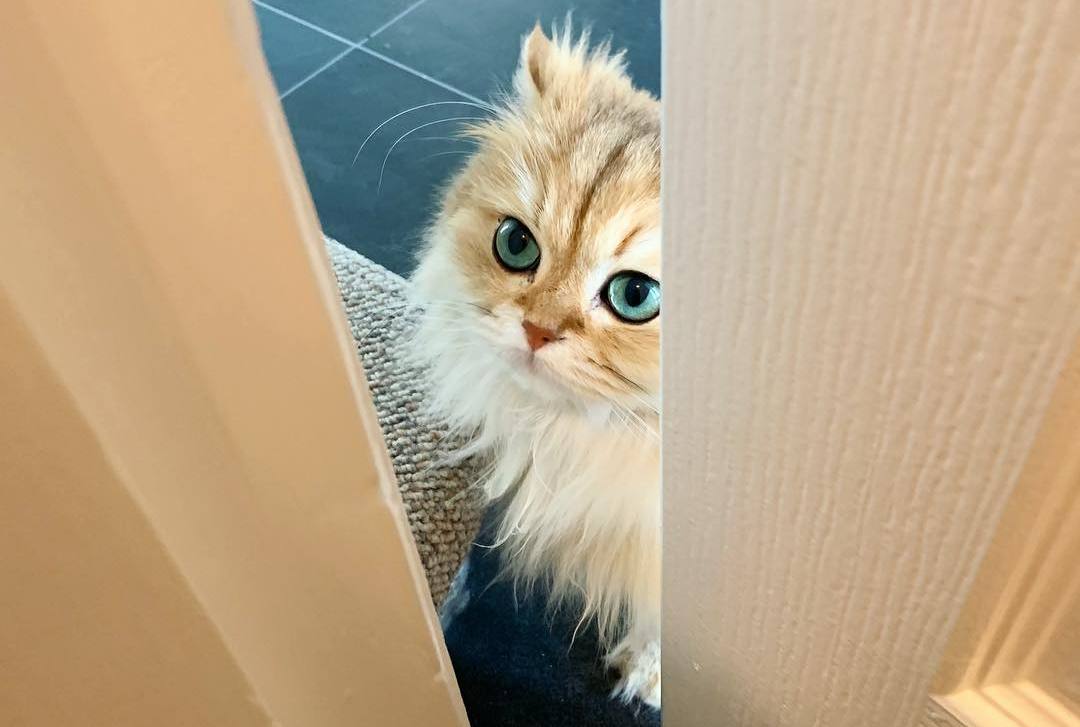 家猫得了尿闭症,家里的猫尿血吃什么药