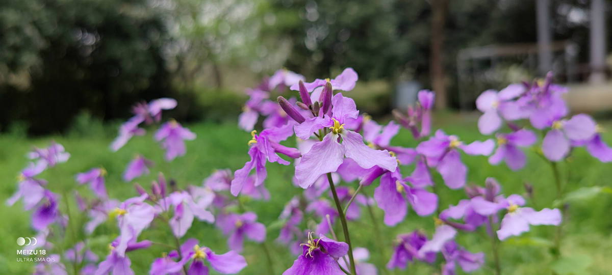 魅族18s深度评测双11,魅族18深度评测钟文泽