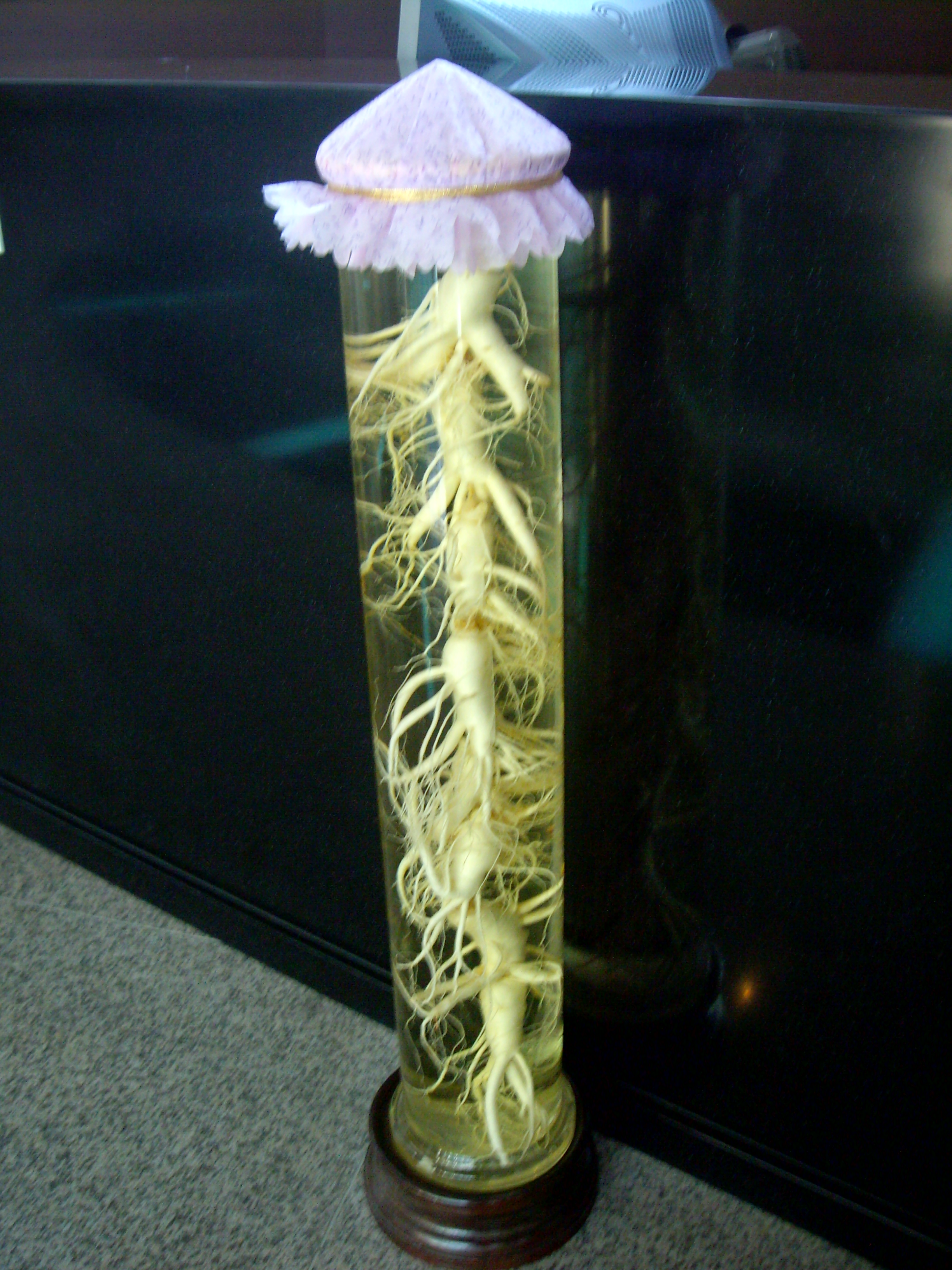 舒服晒游记丨VOL.5韩国:人参如何生成