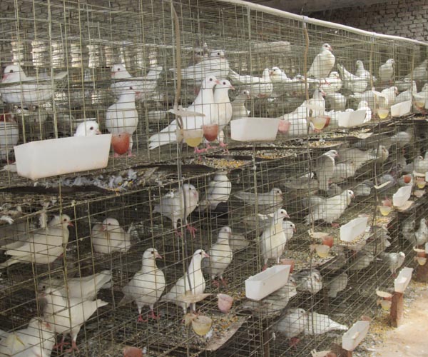 雏鸽破壳多久要做毛滴虫,如何判断幼鸽是否得了毛滴虫