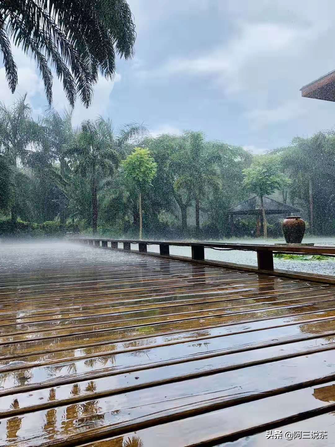 真正的普洱茶都有什么样的,你对普洱老茶了解多少