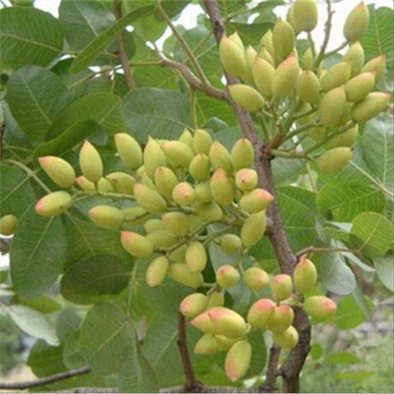 开心果利润大吗,开心果种植前景及亩效益