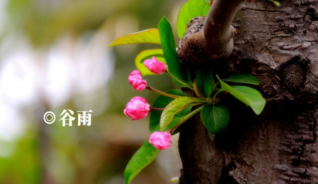 有关谷雨的诗词名句,谷雨诗词汇总