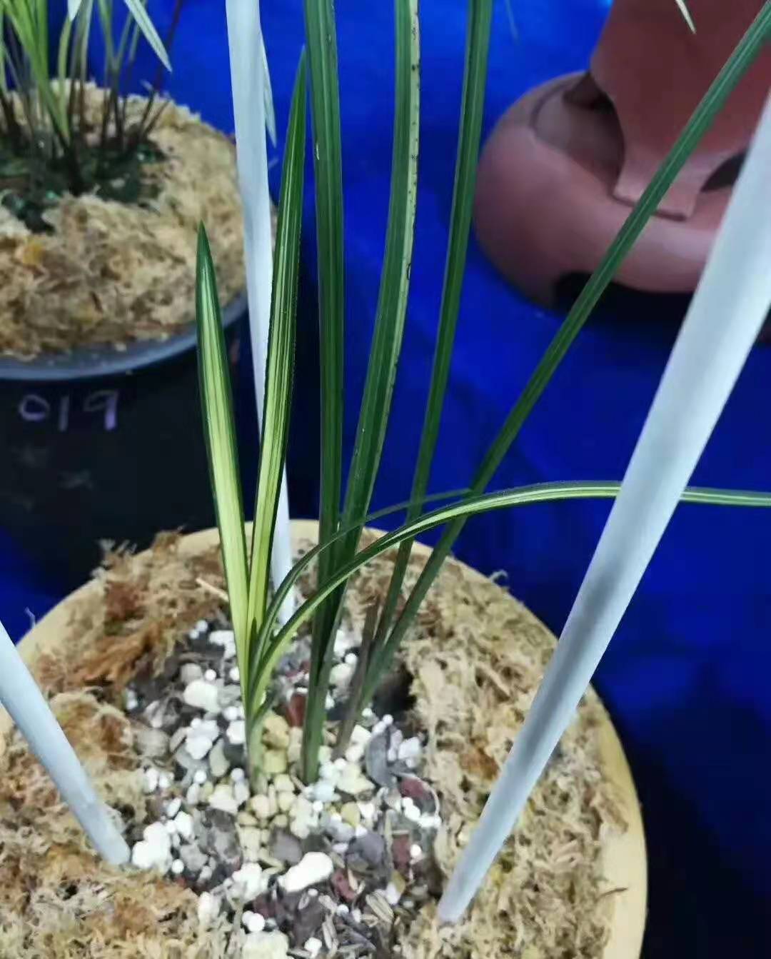 四川艺兰品鉴会上一盆标价高达1680万春剑多艺，曾轰动整个兰界