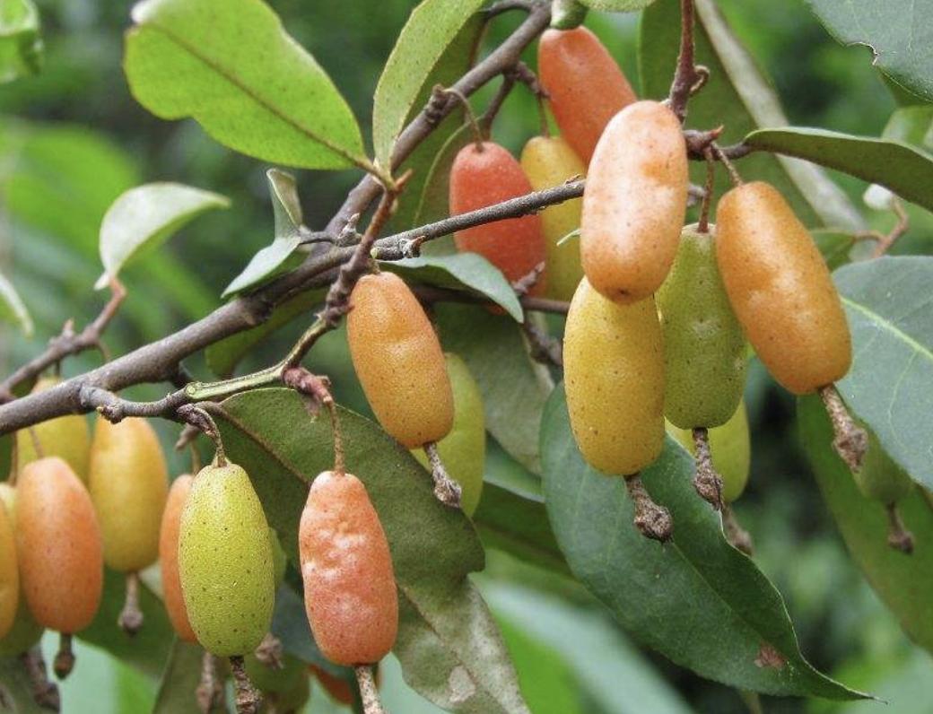 别看1种果子像“枣子”，殊不知珍贵，农地里要是有，要珍惜