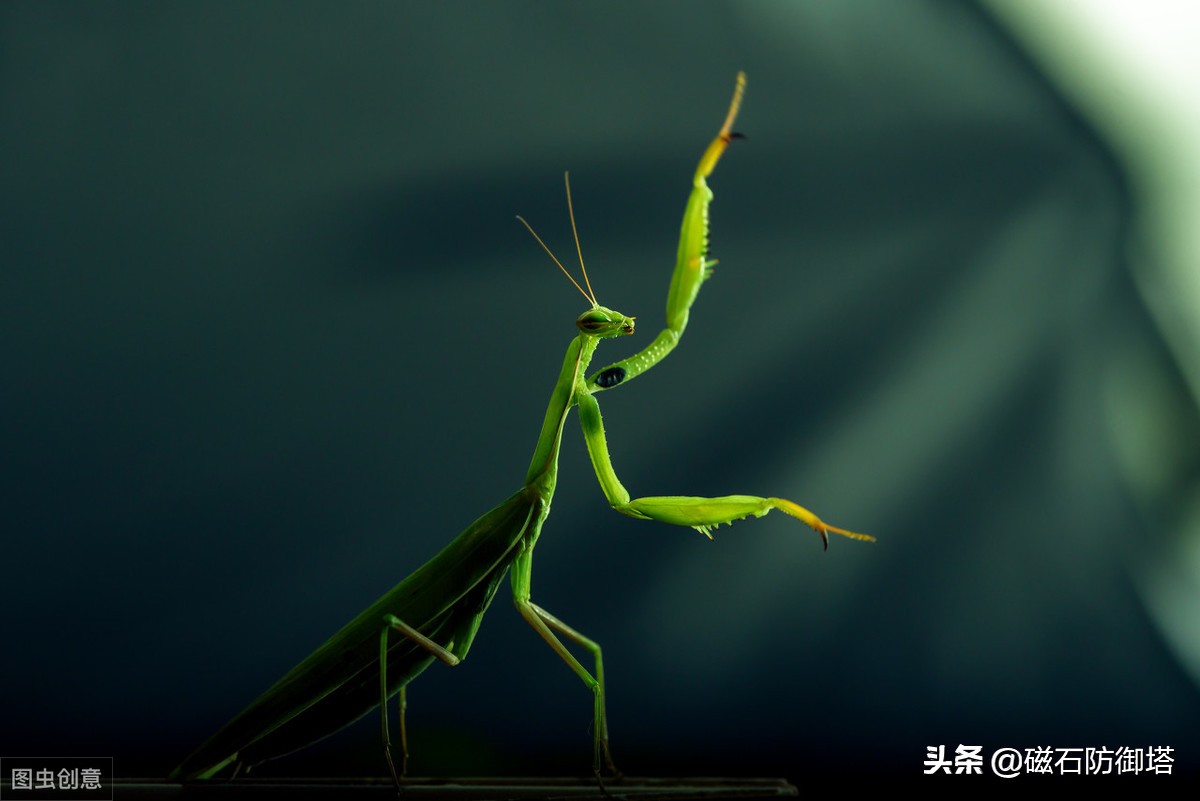 这个杀手不太冷里的leon,这个杀手不太冷里面的人