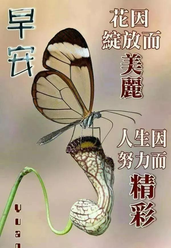 不要让自己心乱的短语,别让自己乱了方寸