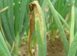 大葱生病的防治方法,大葱治疗病症