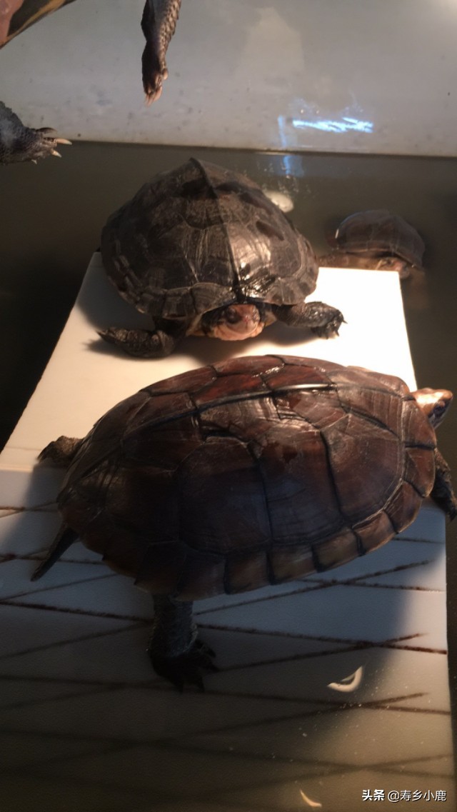 金钱龟行情还有得涨吗,金钱龟回暖