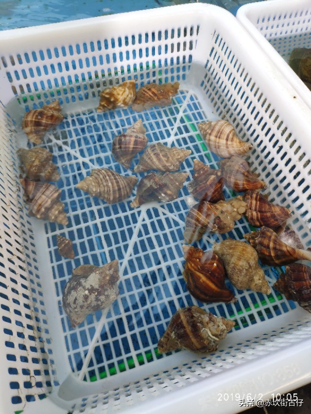 中国海鲜美食之都湛江虾类,中国海鲜美食之都湛江解说