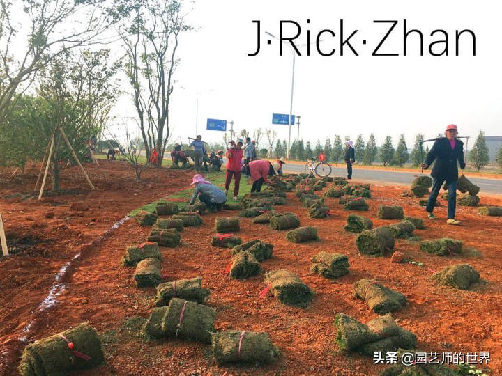 怎么种植草坪不长杂草,如何养好草坪