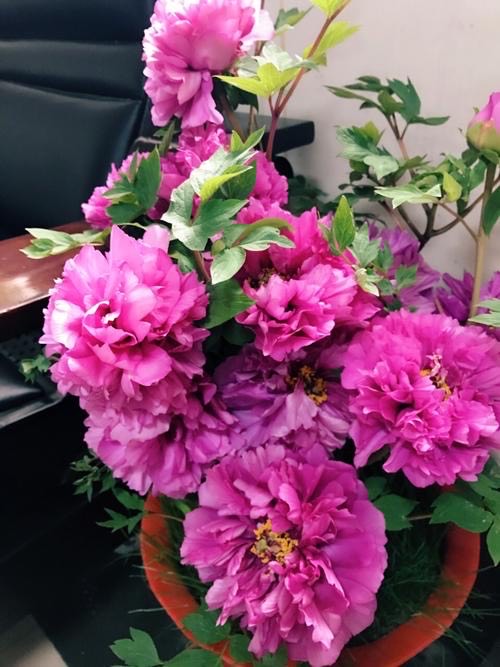 怎么养盆栽牡丹花,养牡丹花怎样浇水