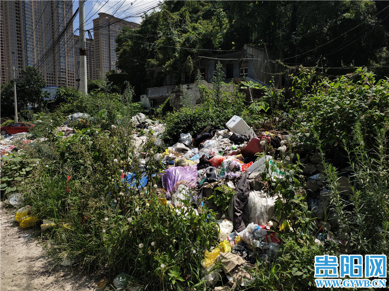 网络问政|贵阳贵钢职工宿舍旁垃圾成堆无人清运，苍蝇老鼠遍布