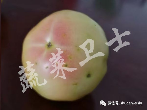 番茄果实畸形,西红柿花叶病毒对果实影响