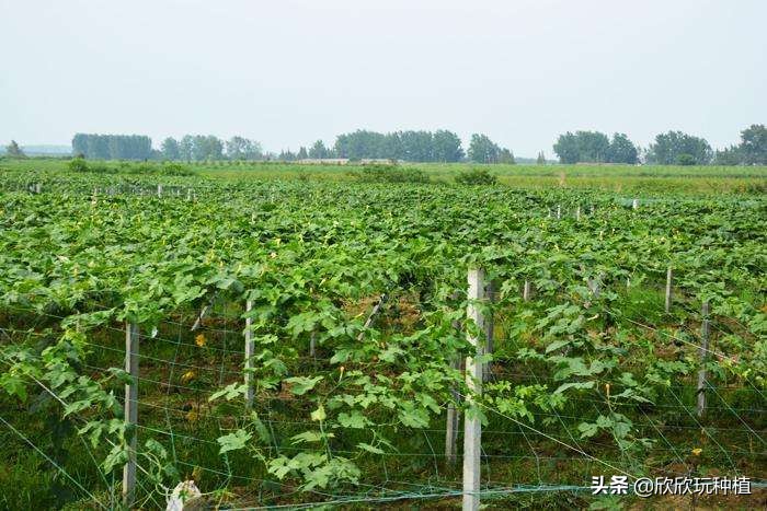 种瓜蒌是骗局吗,种瓜蒌好种吗
