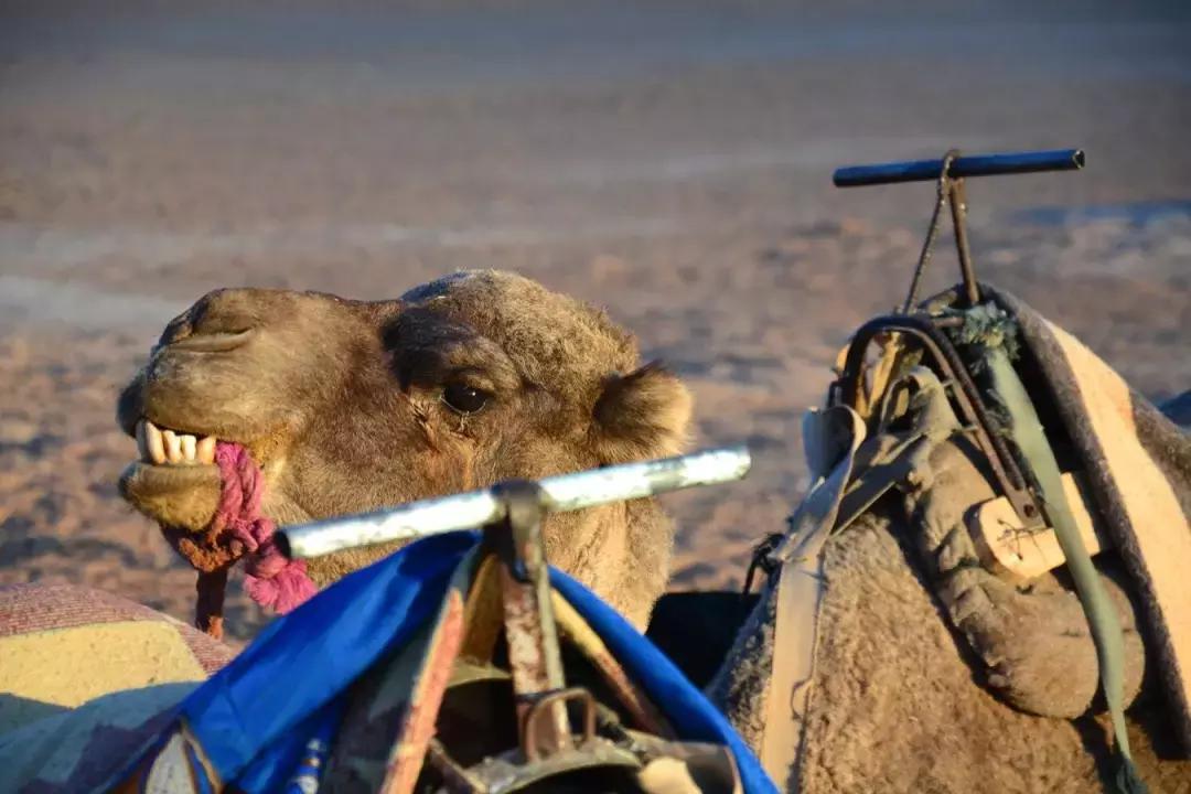 非洲的“后花园”在中国爆红，这个国家简直是“好色者”的天堂