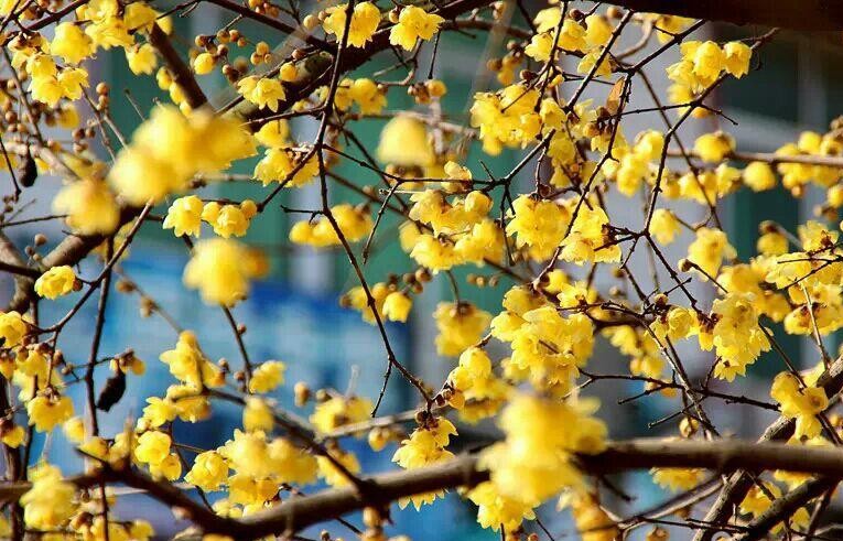 傲雪凌霜的腊梅正在绽放,傲立寒冬的腊梅