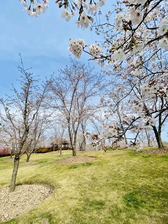 春天必打卡的樱花胜地顾村公园,顾村公园樱花照片视频