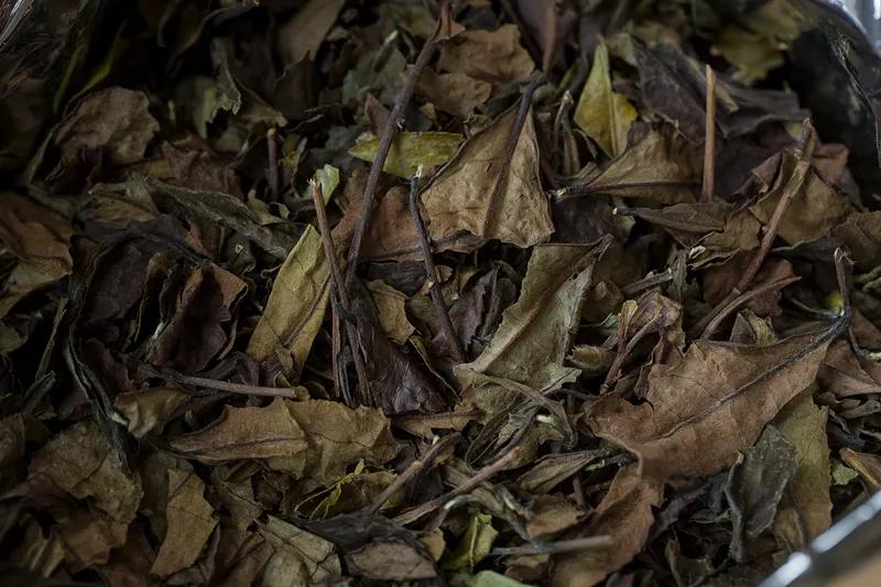 柘荣白茶,柘荣老白茶价格