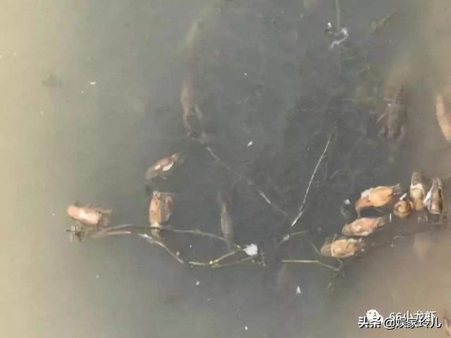 小龙虾肠炎是什么症状,小龙虾防治肠炎用什么药