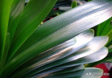 君子兰怎么养才能长得更旺盛,君子兰如何养护才能长得更茂盛