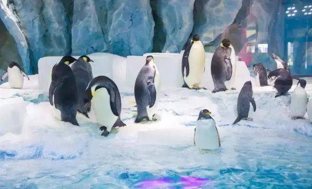 企鹅酒店三日两夜套票,企鹅极地主题酒店