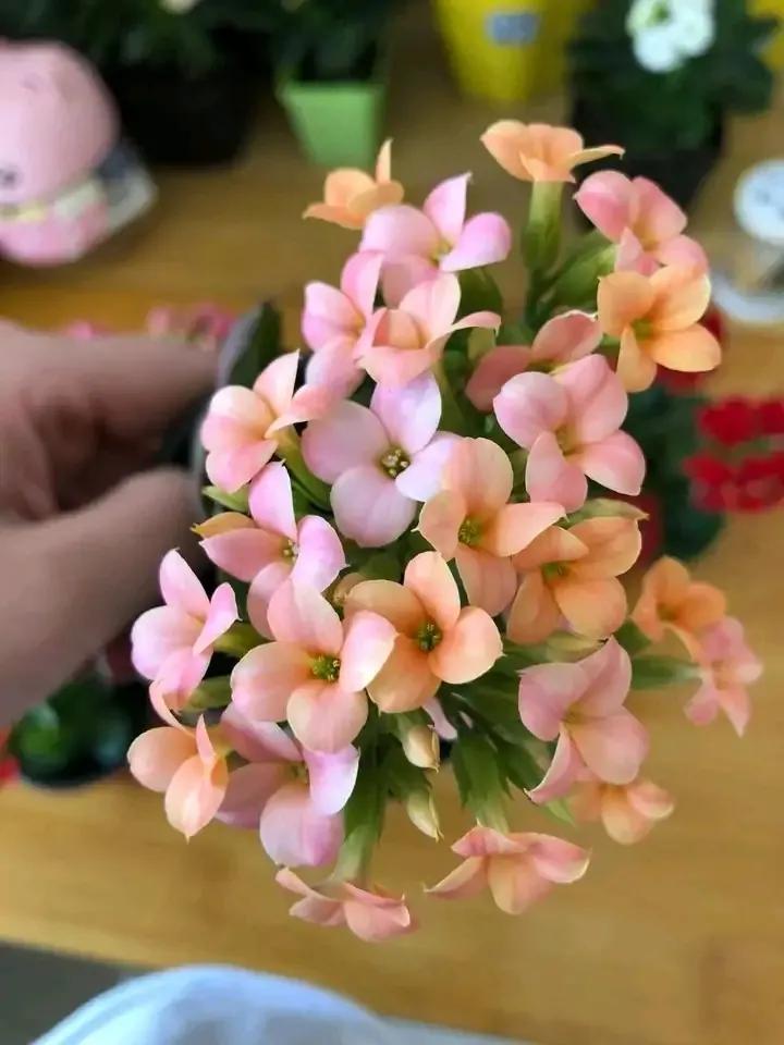 单瓣长寿花品种大全图,长寿花单瓣最好看的品种