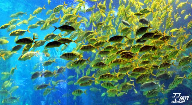 青岛吸引人的景点,青岛最吸引人的一点是什么