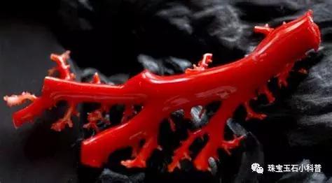 海底红珊瑚图片大全,千年珊瑚