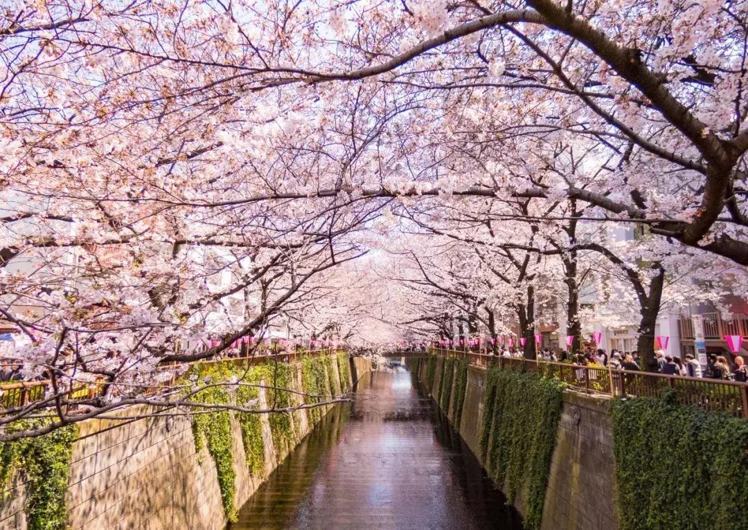 日本美景8k超高清,日本自然人文美景