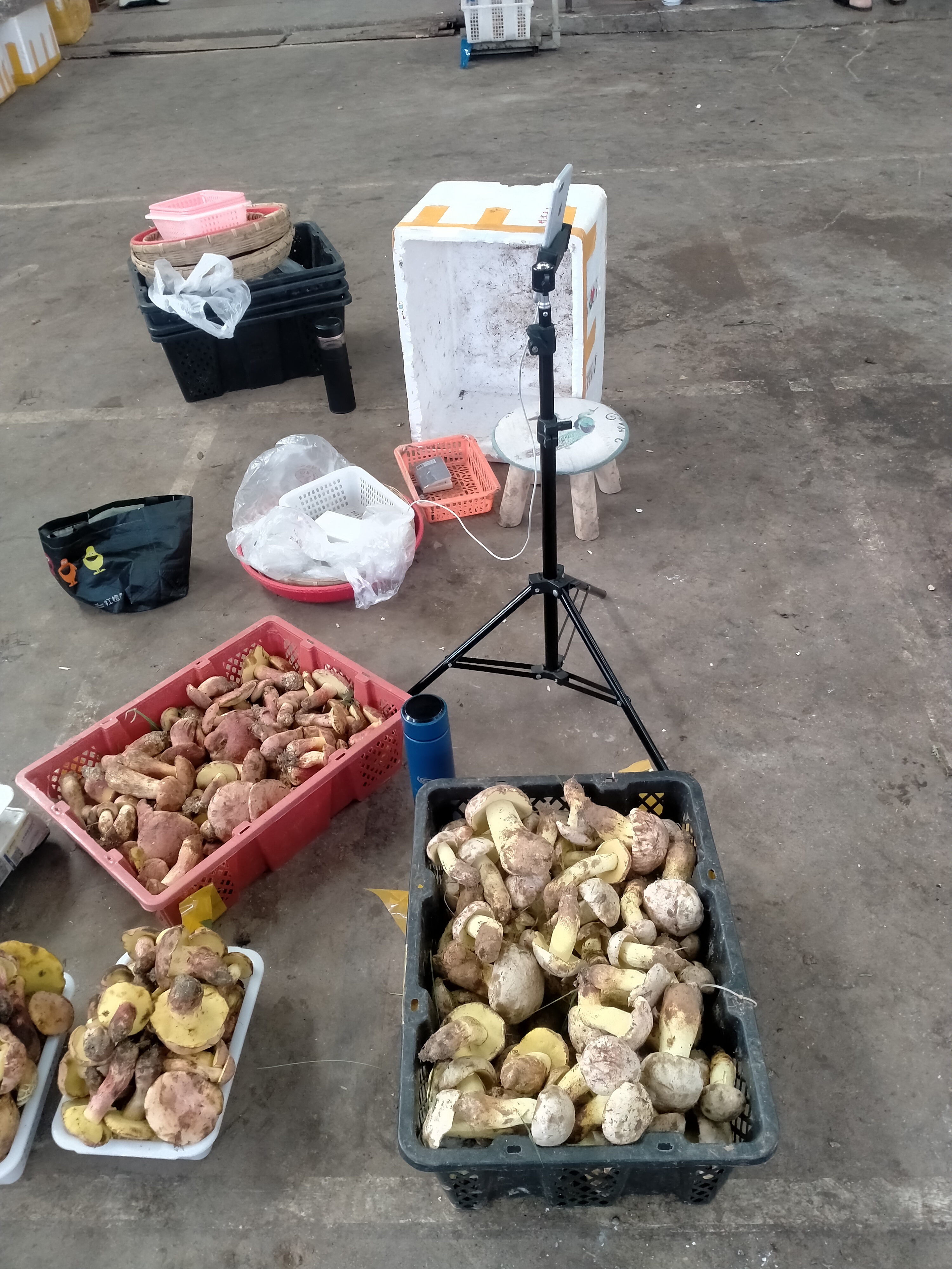 昆明木水花野生菌今天的行情视频 (云南昆明木水花野菌市场)