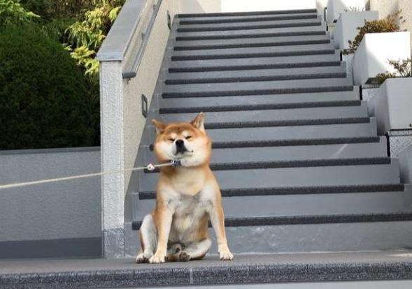 日本柴犬缺点是什么,日本柴犬喜欢吃什么