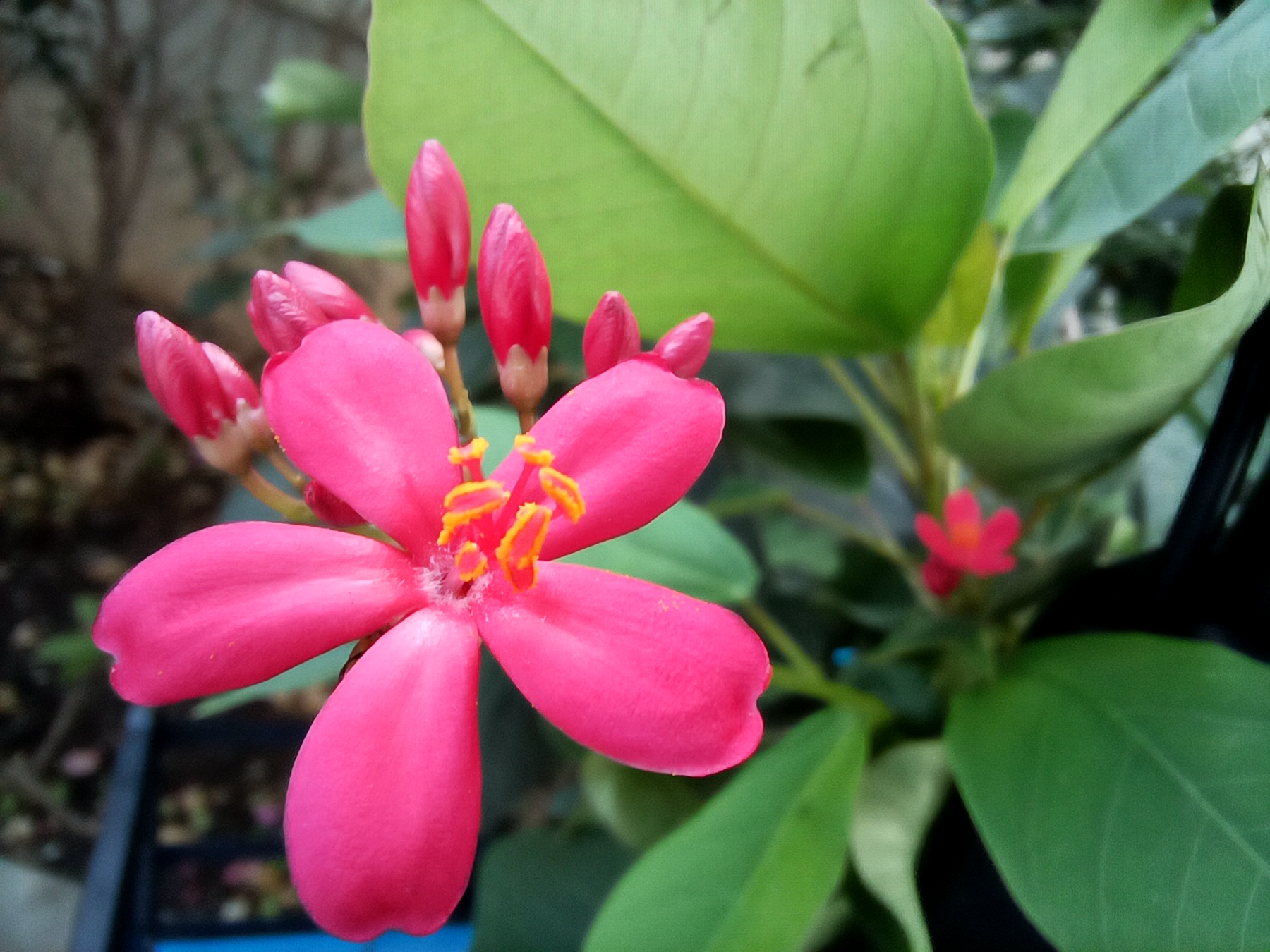 荣耀play5快充66w,荣耀play5活力版5g怎么样