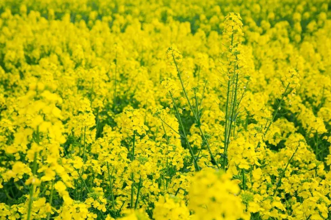 涔愬姩鑺辨捣,涔愬姩鑺辨捣宕囧窞