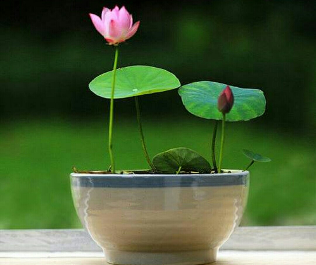 碗莲长势不佳，不开花，栽种时要注意这些细节