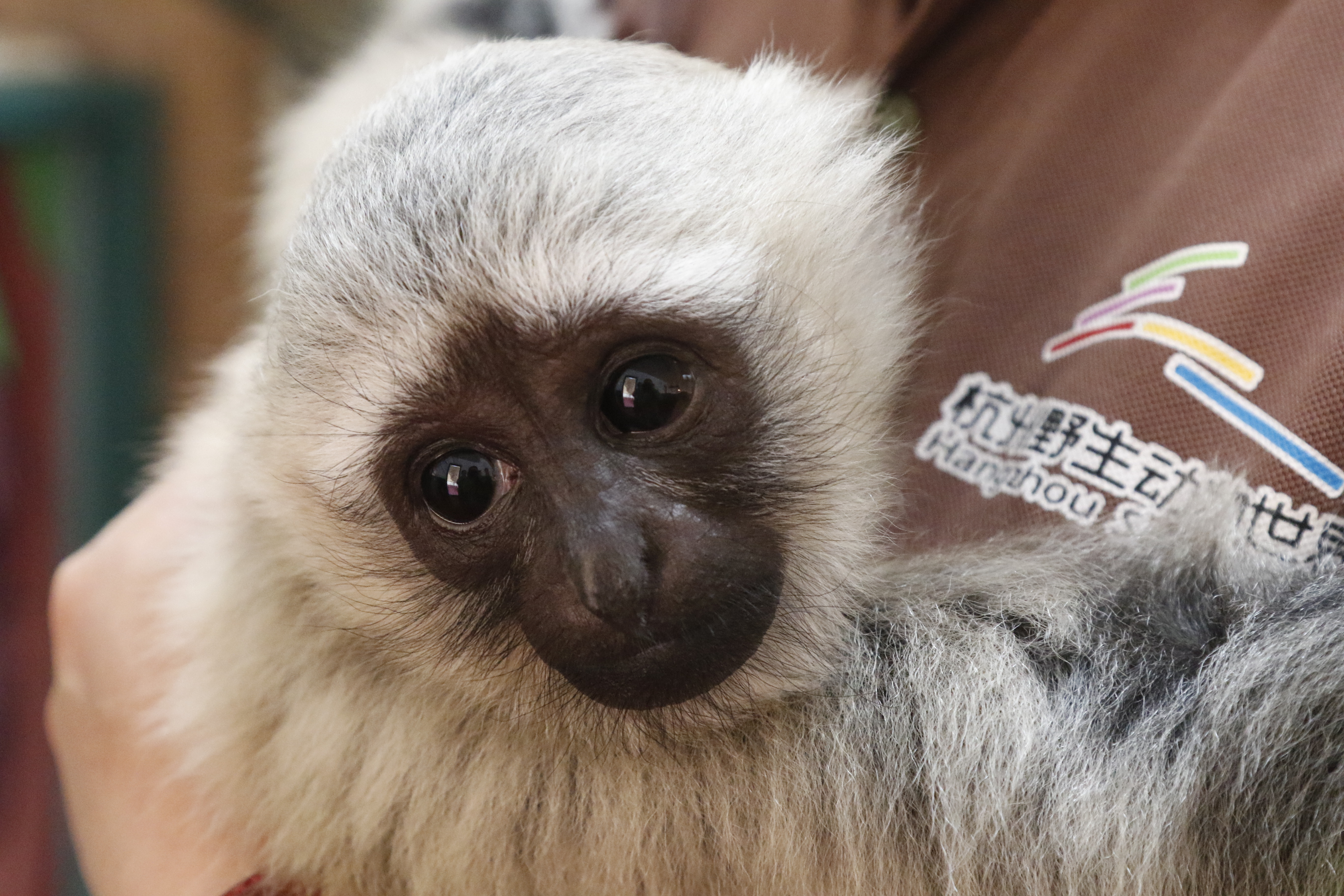 长臂猿女生,长臂猿女孩