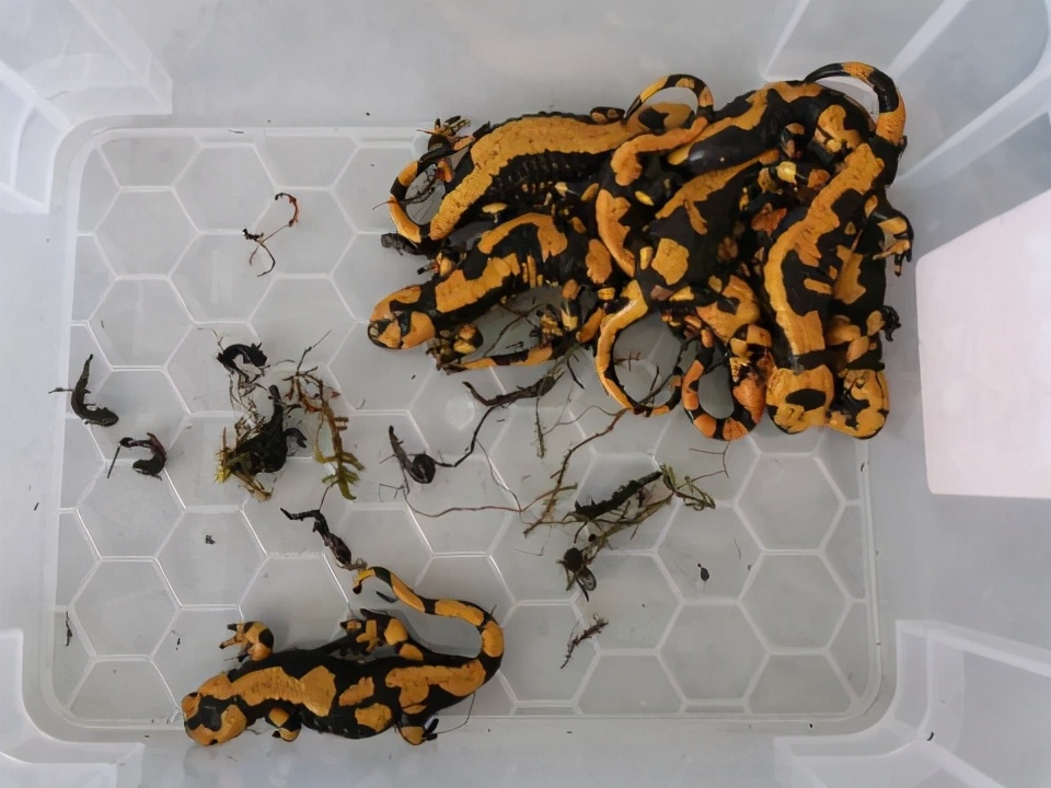 喷射毒液的动物都有什么,喷射毒液的昆虫