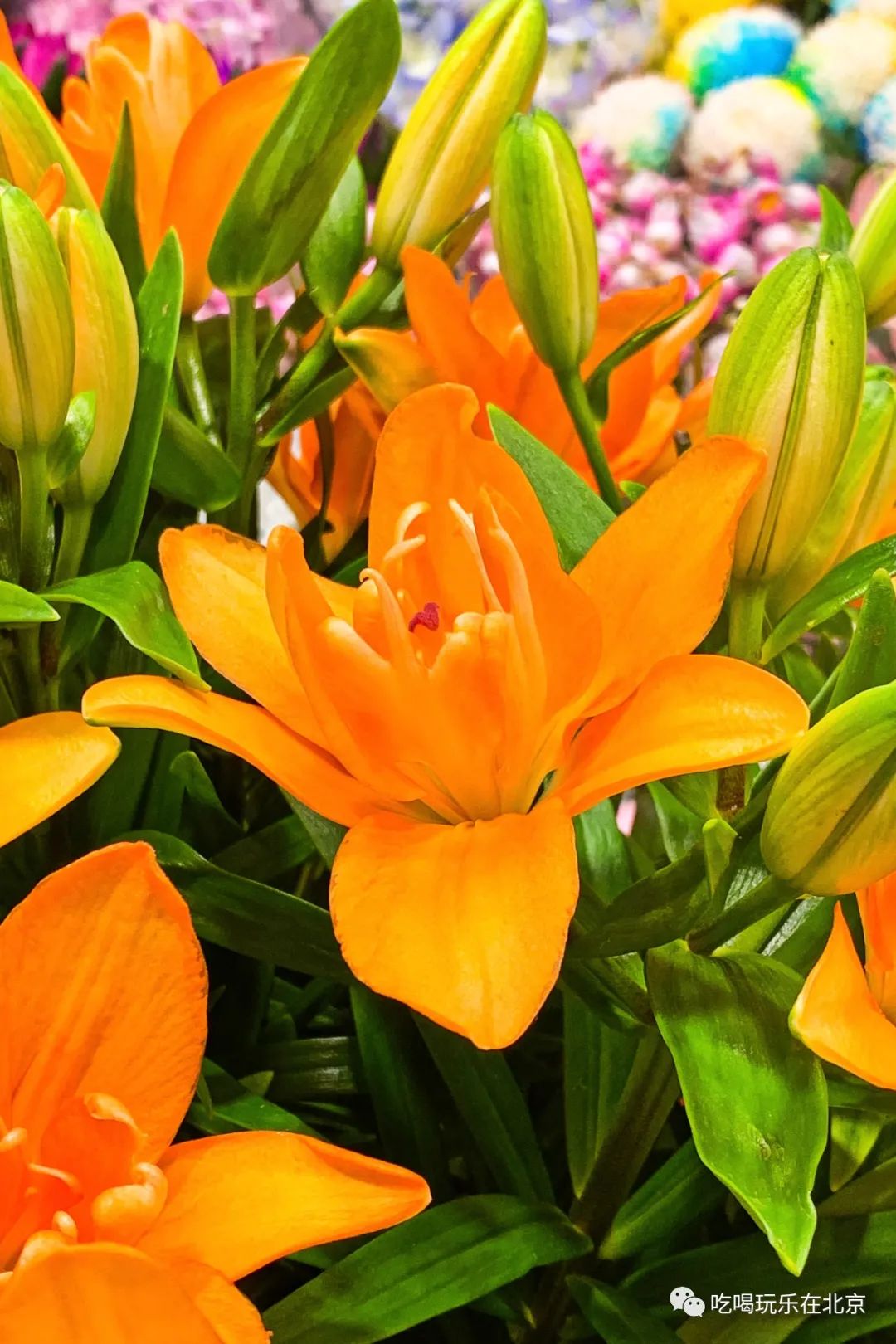 北京崇文区西花市大街,北京通州花市在哪里