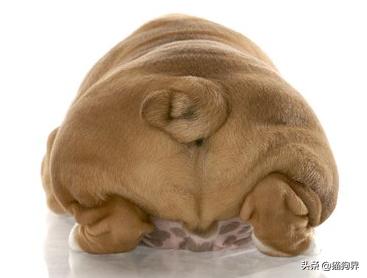 夏天生的狗狗为什么体味重,狗狗体味重怎么办