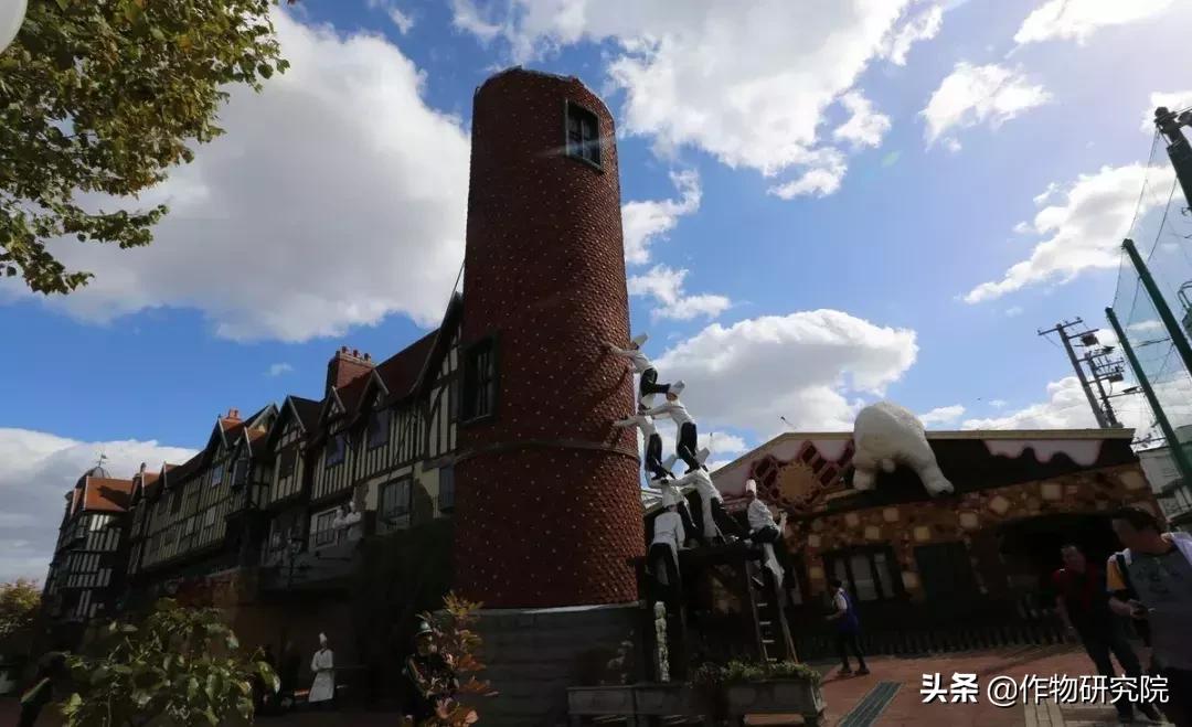 日式网红薄饼干,日本饼干伴手礼