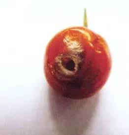 樱桃常见病虫害有哪些,樱桃常见病虫害有哪些症状