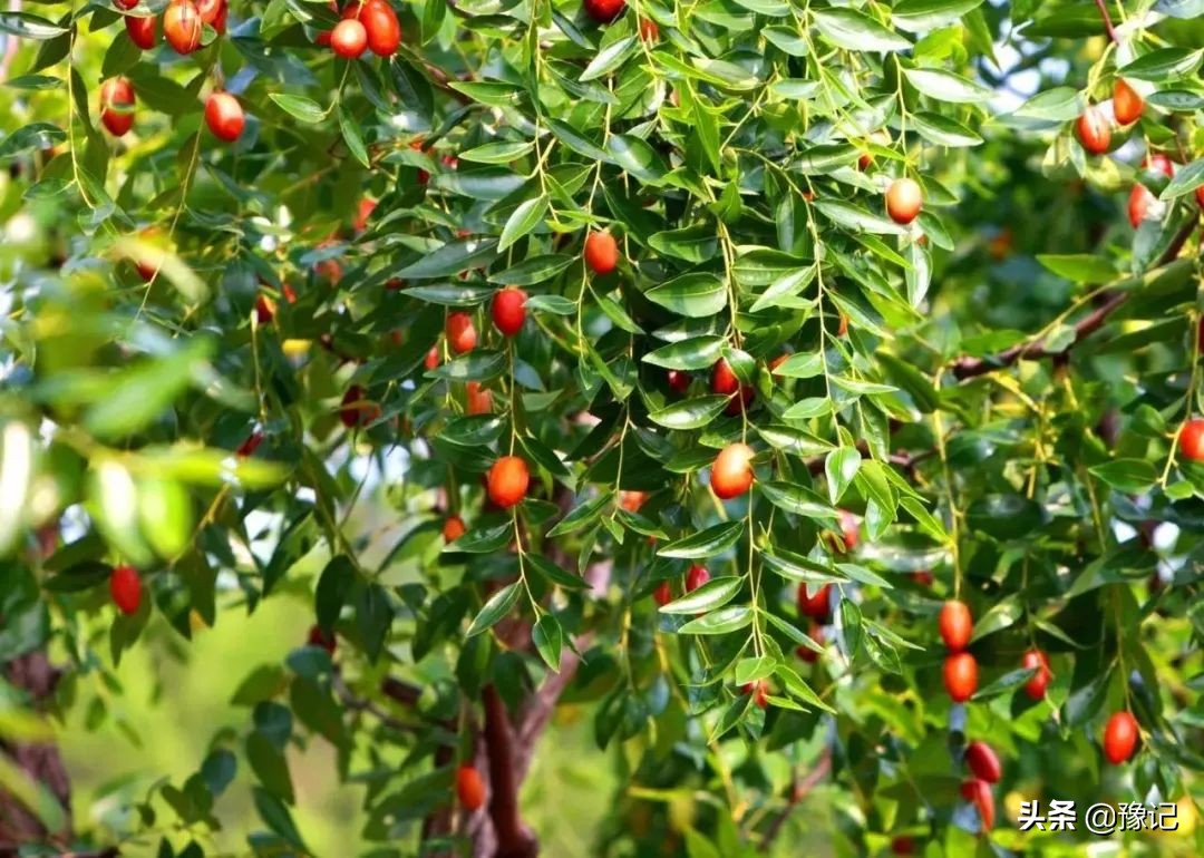 离了枣，内黄咋活？