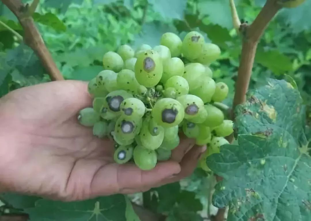 玉米二甲戊灵药害什么症状,棉花药害症状及防治方法