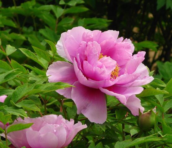 盆栽牡丹的养殖方法和注意事项,盆栽牡丹怎么养怕冻吗