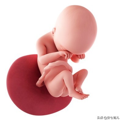 怀孕5个月的胎宝宝长什么样,5个月准妈妈体型