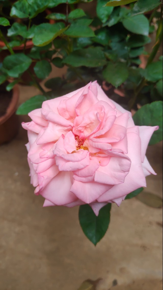 怎么种玫瑰花一年四季都有开花,玫瑰花怎么种可以一年四季都有