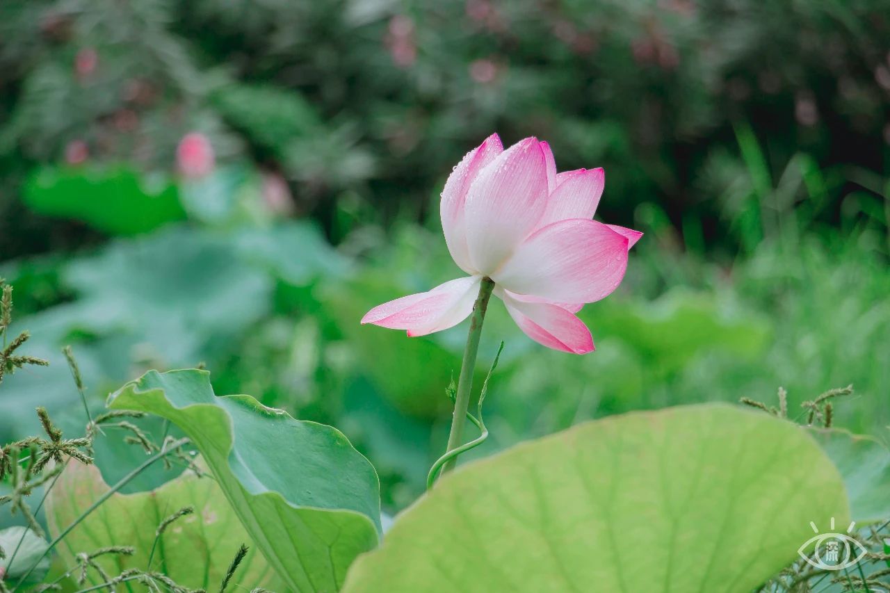 深圳洪湖公园7月18号还有荷花吗,深圳洪湖公园现在有荷花开吗